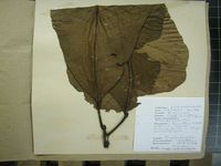 Herbarium sample